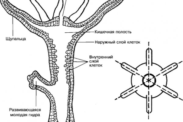 Зеркало вход кракен