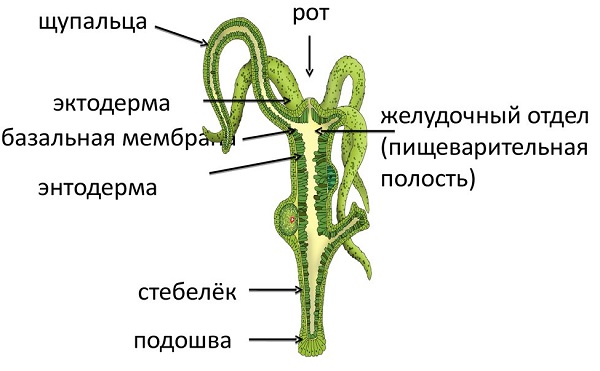 Кракен через тор браузер